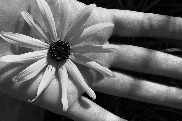 FlowerHand-1 Flower in Hand