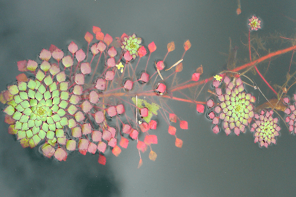 WaterPlant-1
